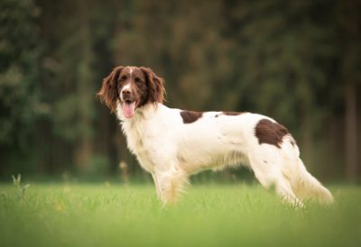 Nele vom Hexenwinkel - Verband für Kleine Münsterländer Landesgruppe Südbayern e.V
