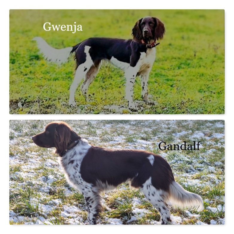 New Phototastic Collage B-Wurf gwenja x gandalf_2026