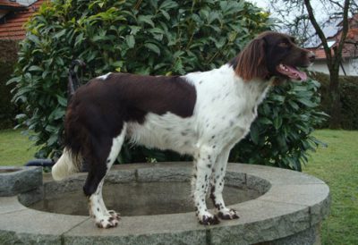 Polly vom Bayernland - Verband für Kleine Münsterländer Landesgruppe Südbayern e.V