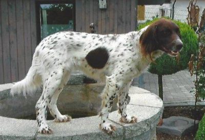Trixi vom Bayernland - Verband für Kleine Münsterländer Landesgruppe Südbayern e.V
