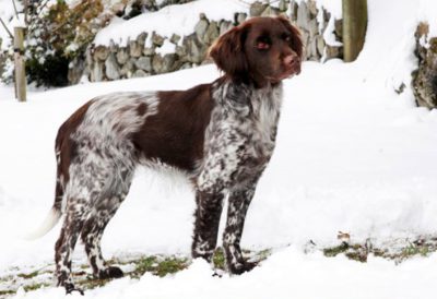 Wila von der Innleit'n - Verband für Kleine Münsterländer Landesgruppe Südbayern e.V