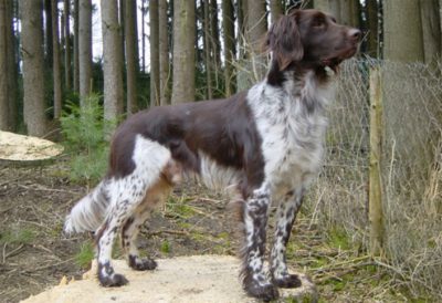 Wilo von der Innleit'n - Verband für Kleine Münsterländer Landesgruppe Südbayern e.V