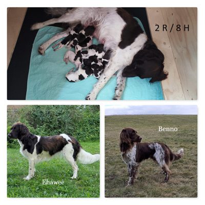 Wurf-von-Ehawee-und-Benno