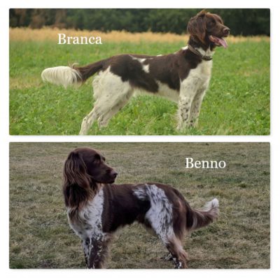 Wurf von der Wenzenbacher Aue