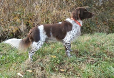 Xero von der Innleit'n - Verband für Kleine Münsterländer Landesgruppe Südbayern e.V