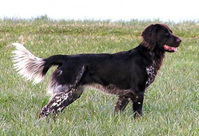 Zita Andelsky Hrad - Verband für Kleine Münsterländer Landesgruppe Südbayern e.V